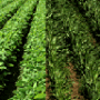 corn soybeans