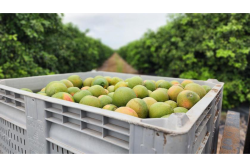 texas citrus