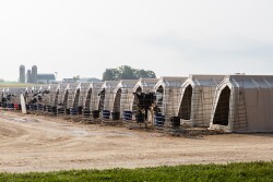 A row of calf hutches