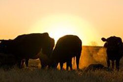 cattle-evening.jpg