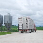 Semi of pigs