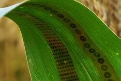 Applied in a peel-and-stick fashion, a new graphene sensor essentially measures how much and how fast a plant drinks.