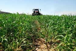 Planting Into Green Cover Crops