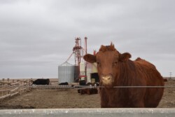 BT_Feedlot_Feed_Mill