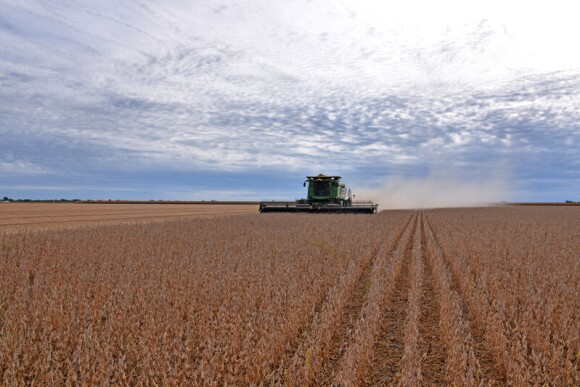 soybean harvest