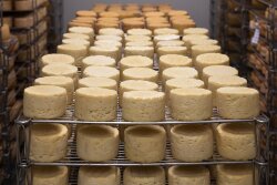 cheese-5125021_1280.jpg