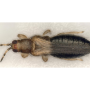 thrips parvispinus
