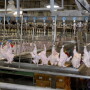 Can Americans eat more chicken? The industry bets 'yes'