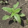 waterhemp