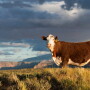 The long-range strategic planning process for beef is underway.