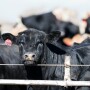 Feedlot_Adobe Stock