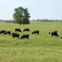 FJ_010_F15017-a