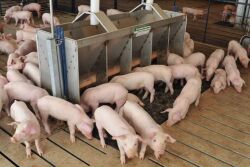 Wean Pigs in Nursery