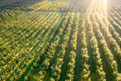 aerial view of apple orchard