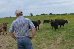 BT_Cattle_Producer_Cows