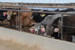 BT_Mexican_Feedlot_Cattle