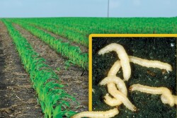 Corn-Rootworm-Larva
