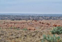 San Pedro Ranch