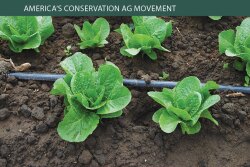 Drip irrigation has become popular throughout the U.S. and can help growers significantly increase yields using the same amount of water as with surface irrigation, experts say.