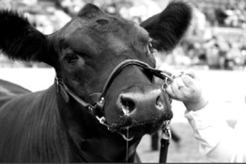 show cow