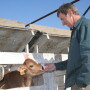 Dairy_producer_with_calf
