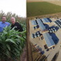 Gayland and son, Carson Ward, in the Hereford, Texas, seed production fields. Gayland Ward seed production facility is located in Hereford, Texas.