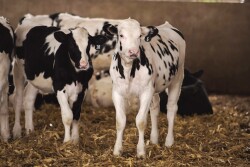 Dairy calves in a barn