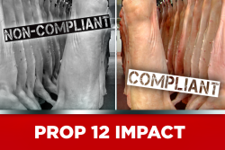 Prop 12 Non-Compliant 