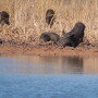 Feral pigs