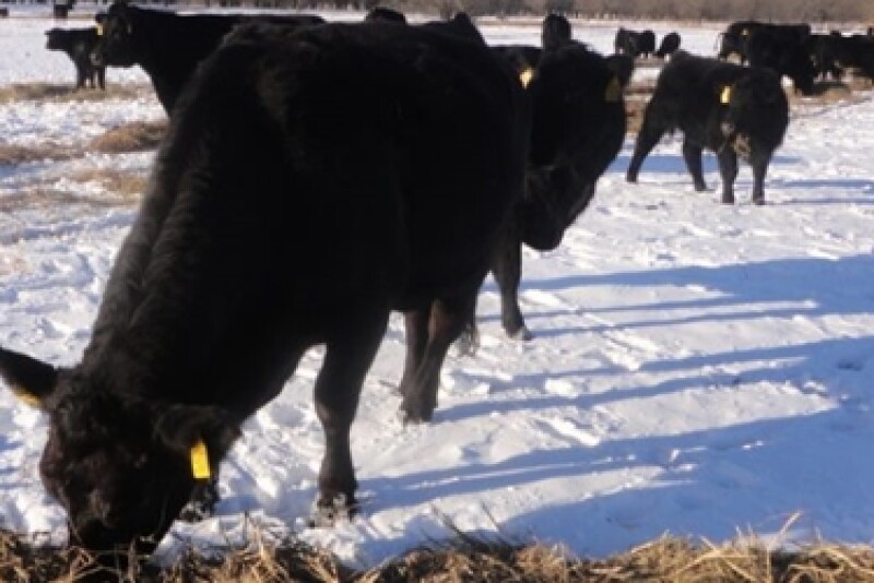 Cows Snow Winter Feeding 2