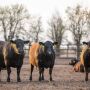 feedlot