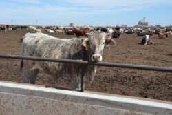 BT_Mexican_Steer