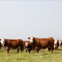 Hereford