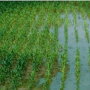 Flooded corn