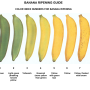 A graphic with seven bananas arranged horizontally, each progressively going from shades of green to yellow with brown spots, showing the ripeness of each stage.