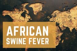 African Swine Fever