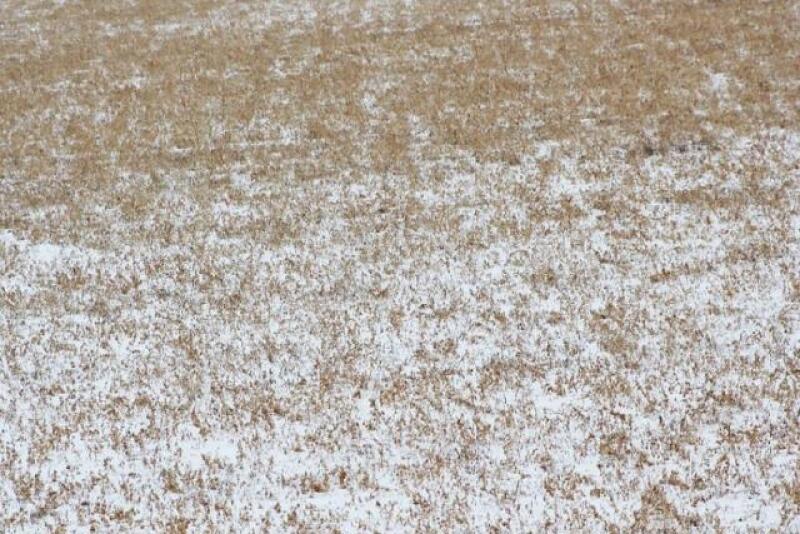 There is often fear associated with grazing alfalfa due to bloat potential or hurting the alfalfa stand. However, with proper management, fall and winter grazing may be an option to harvest quality feed.