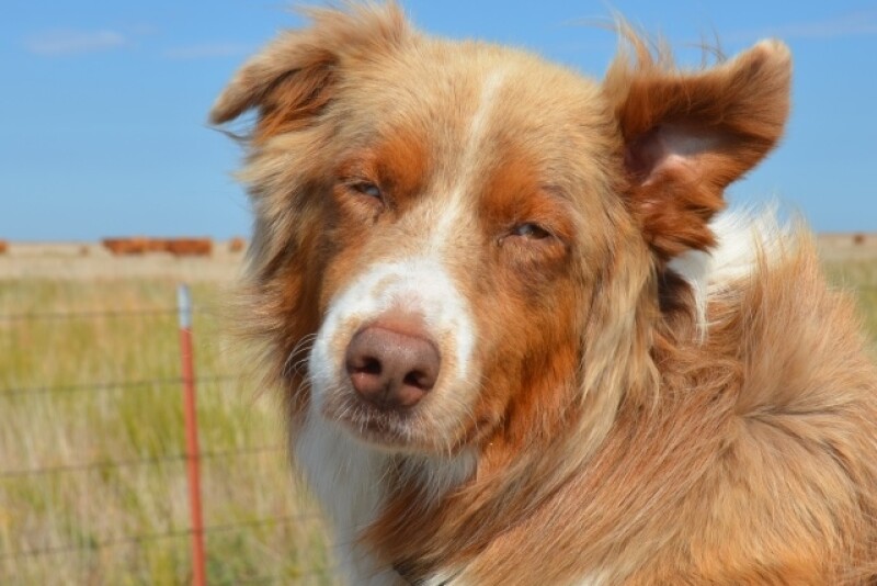 Dog_Australian_Shepherd