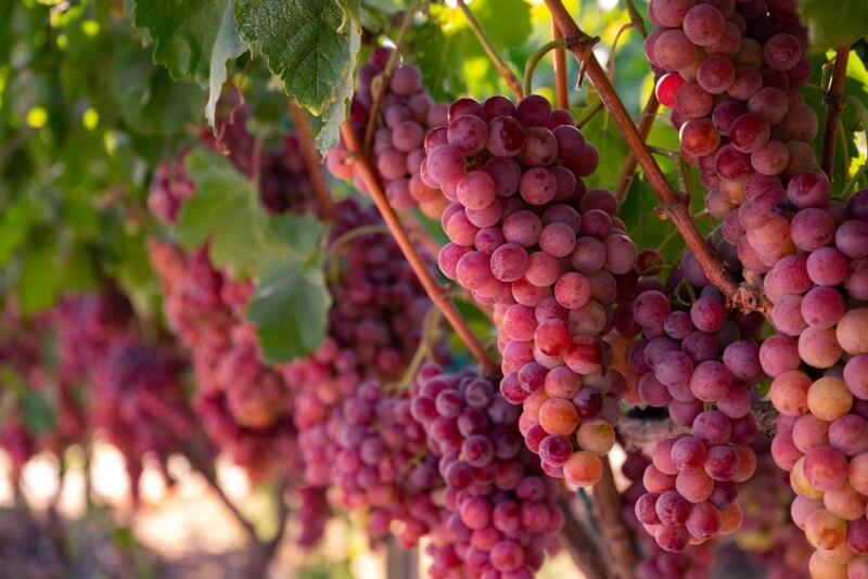 Grapes.jpg