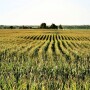 iStock Corn Field Cropped