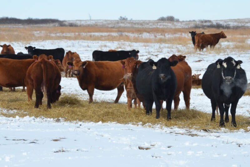 BT_Cow_Calf_Winter_Snow