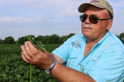Extension agent Robert Goodson holds up dicamba-damaged soybean leaves in Phillips County. The Arkansas county presently has 20,000 acres affected by off-target dicamba movement.