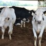 DT_Dairy_Compost_Bed_Cows