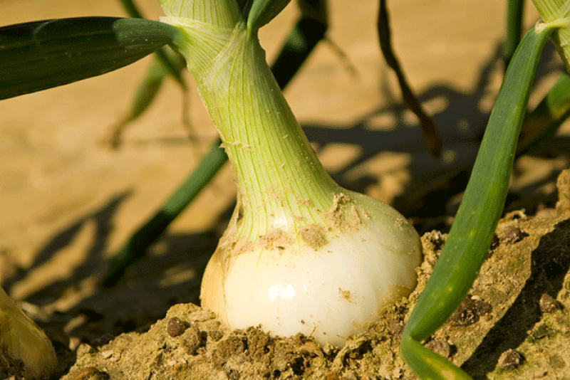 The Georgia Department of Agriculture has set April 20 as the official pack date for Vidalia onions.