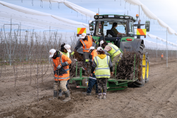 joli planting