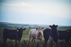 Stocker cattle