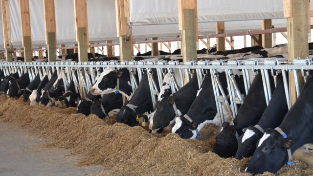 Dairy cows
