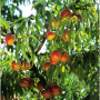 nectarine