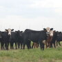The 2019 calf crop was 1% smaller