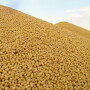 soybean pile